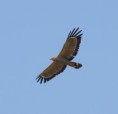 /album/photogallery/african-harrier-hawk-adult-in-flight-jpg/